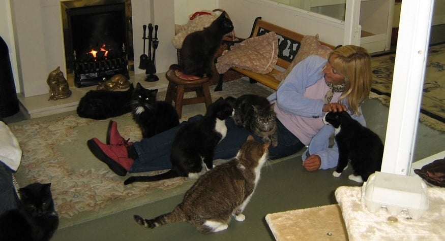 Kedi Huzur Evi Kedi Huzur Evi