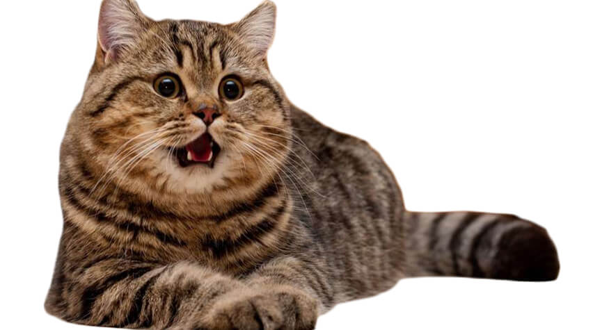 Kedilerde Hepatik Lipidozis ve Obezite