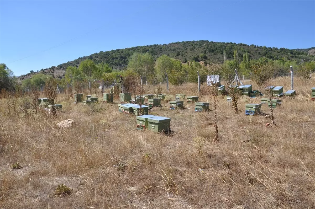 Engelli Kadın Girişimci Arıcılık Hayalini Gerçekleştirdi