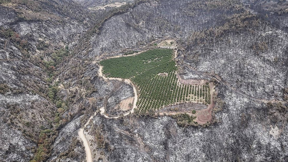 2025’te toplam 6 bin 800 orman yangını çıktı: 80 bin hektar alan kül oldu 2025’te toplam 6 bin 800 orman yangını çıktı: 80 bin hektar alan kül oldu