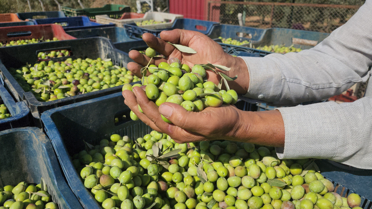 Hatay’da zeytin hasadı başladı: Tarlada kilosu 55 TL