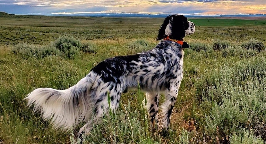 En İyi 5 Av Köpeği Cinsi En İyi 5 Av Köpeği Cinsi