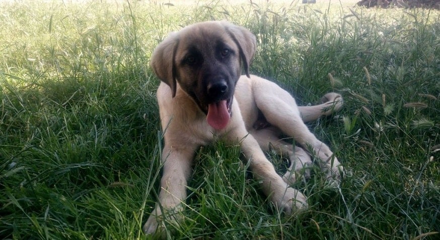 Felaketten Kurtulanlar