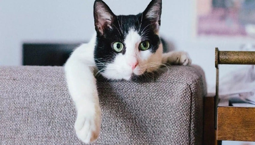 Hayatıma Hoş geldin Can Dostum