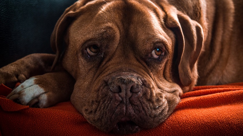 Köpeklerde Kansere Dikkat!