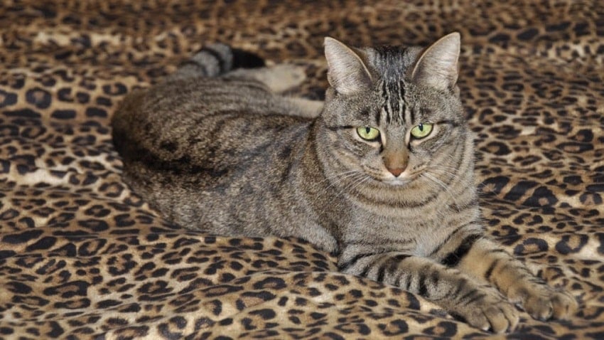 Sahiplendiğiniz Kedi Acaba Sokak Kedisi mi? Sahiplendiğiniz Kedi Acaba Sokak Kedisi mi?