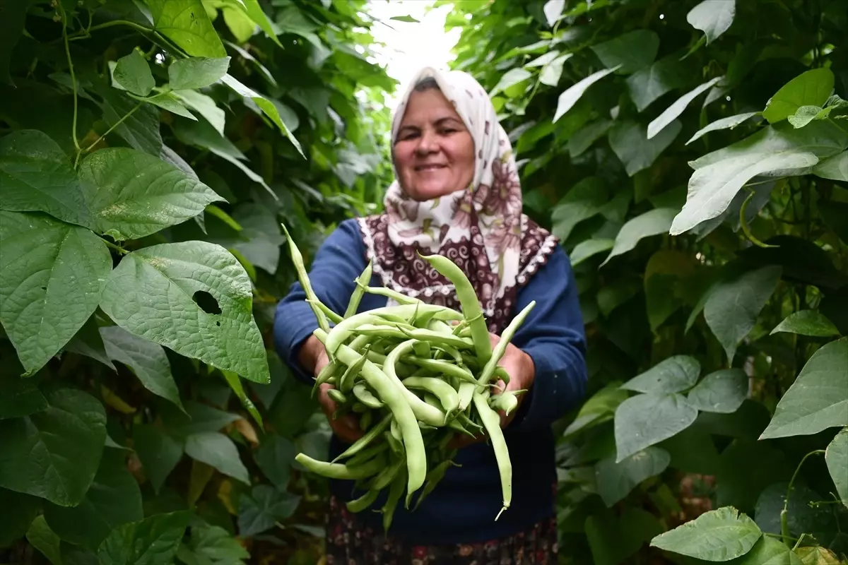 60 Yaşındaki Kadın, 10 Dönüm Arazide Sebze Yetiştiriyor