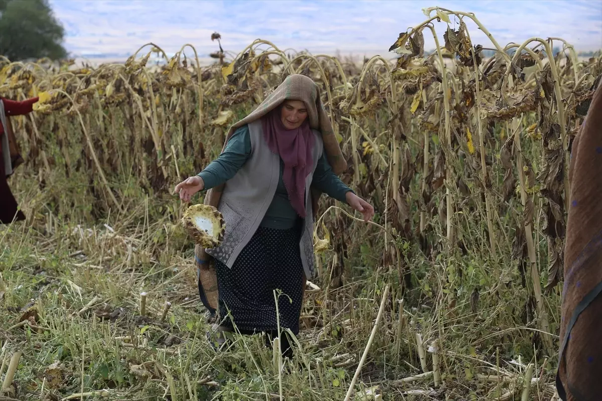 Kadın Kooperatifi Tarımsal Üretimle Ekonomiye Katkı Sağlıyor