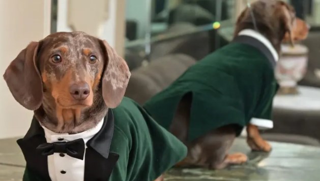 Köpeklerde keşfedilen “gizemli moleküller” yaşlanmanın sırrını çözebilir