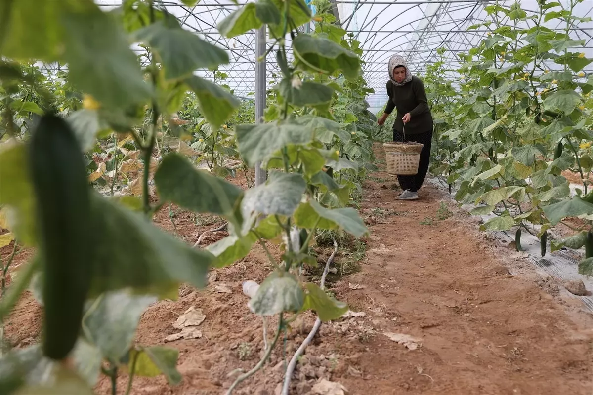 Kadın Girişimci Türkan Ay, Sera Kurarak Ekonomiye Katkı Sunuyor