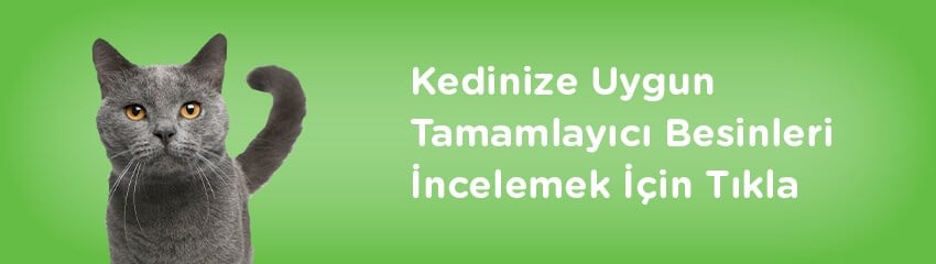 Kediler Neden Tarak Sesinden Kusar?