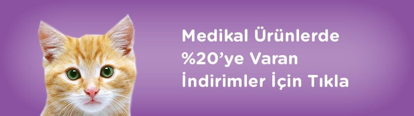 Kedilerde Anoreksiya Kedilerde Anoreksiya