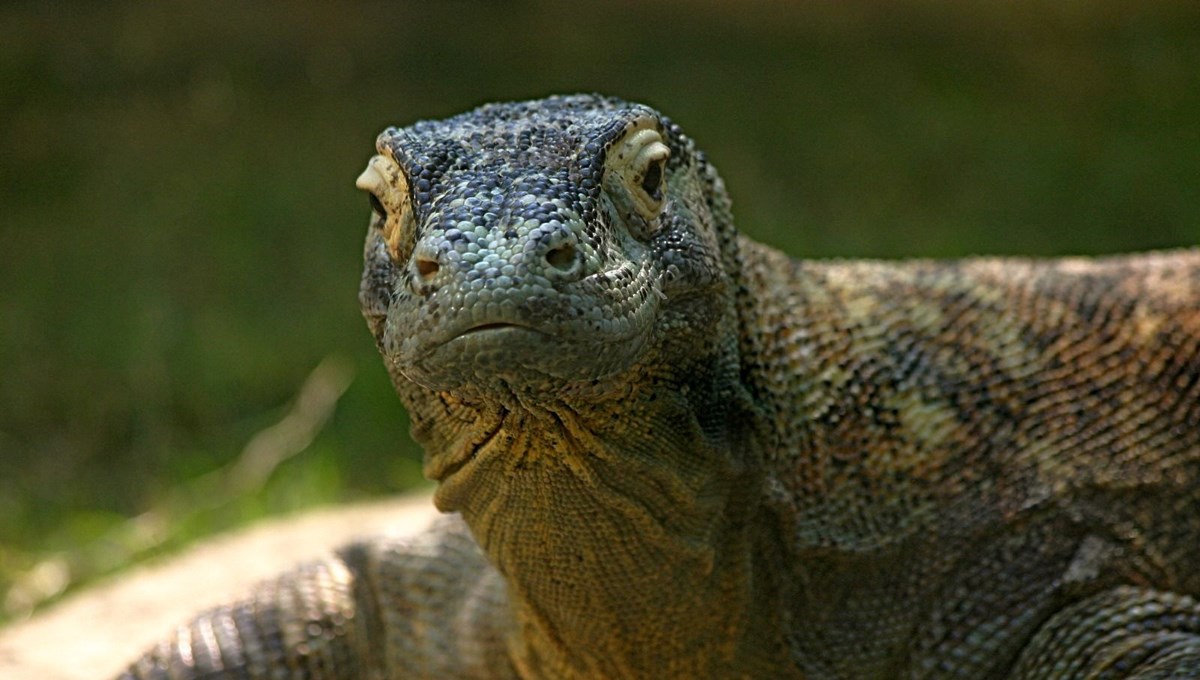 Selanik’te 4 milyon yıllık dev kertenkele fosilleri bulundu