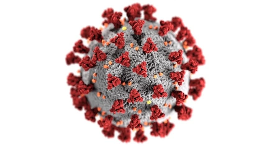 Corona Virüsü ve Hayvanlar: Kedi ve Köpeklerde Etkileri