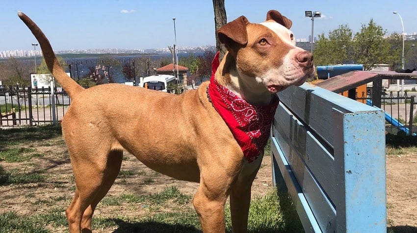 Hayvanseverlik ve Alis Kızın Hikayesi Hayvanseverlik ve Alis Kızın Hikayesi