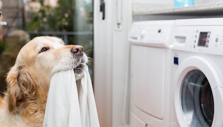 Evcil Hayvan Deterjanları ve Temizlik Yöntemleri