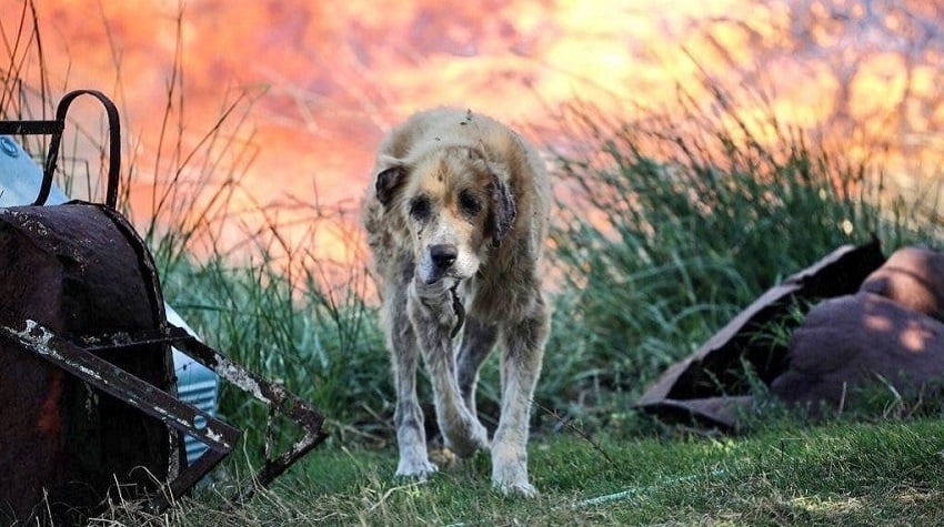Kedi ve Köpeklerde Yanıkların Önlenmesi ve Tedavisi