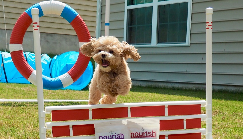 Köpeğinizle Spor Yapmanın Önemi ve İpuçları