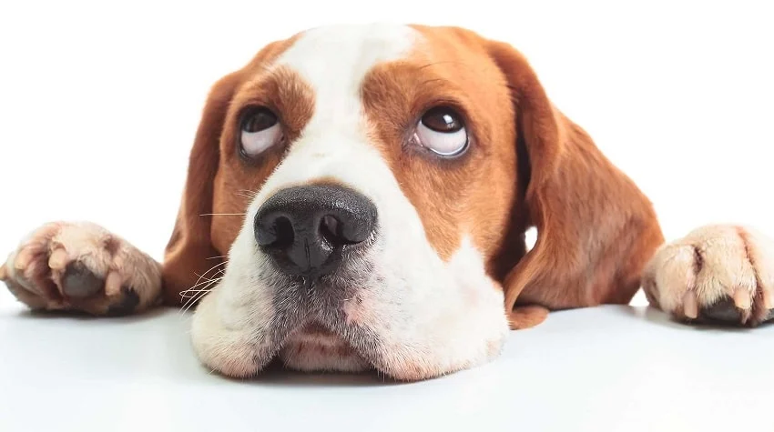 Köpek Sahiplerinin Yapmaması Gereken Hatalar