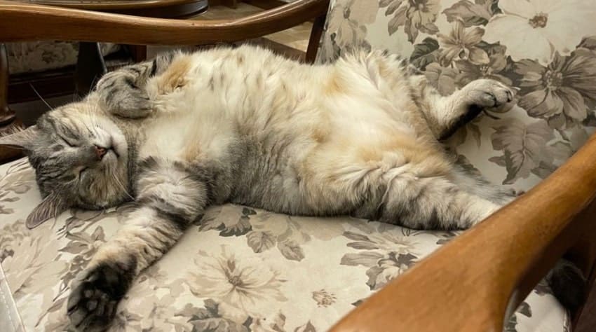 Bir Ailenin Kedi Sahiplenme Hikayesi