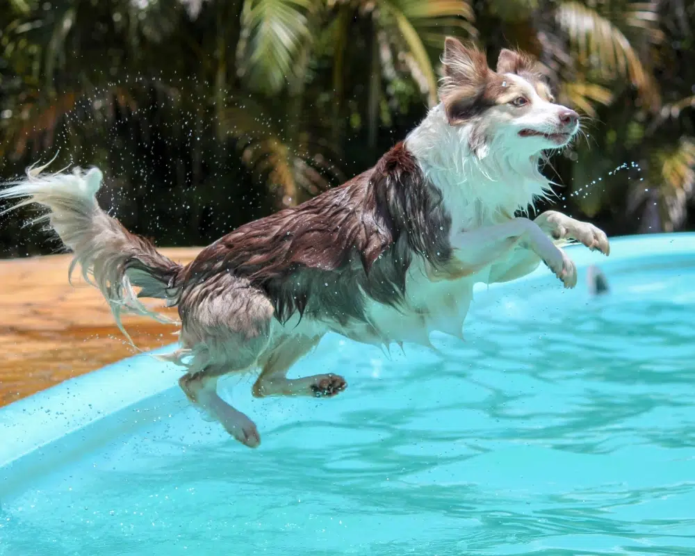 Evcil Hayvanlarda Isı Çarpması: Belirtiler ve Önlemler