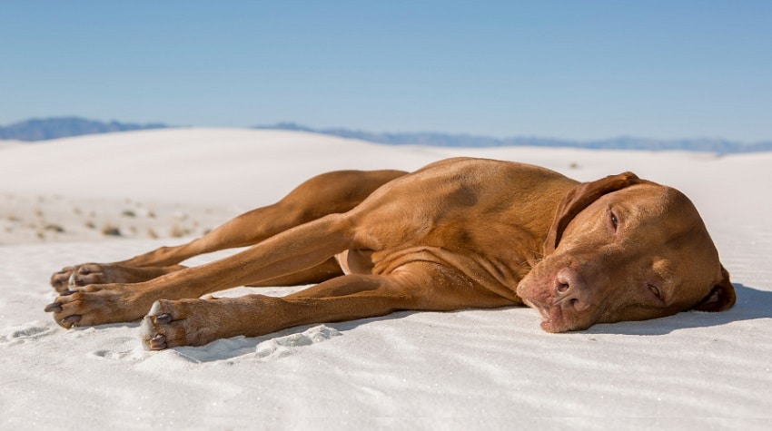 Evcil Hayvanlarda Güneş Çarpması ve Önlemler